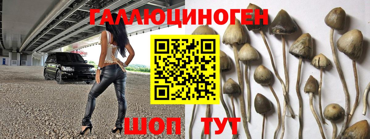 Галлюциногенные грибы Psilocybe Белово